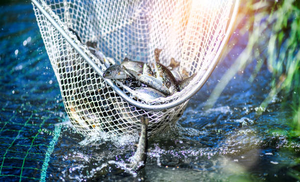 Trouts fishing with coopnet. Fish caught into a fishing net.