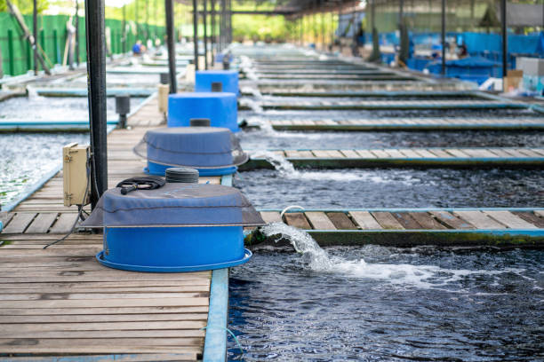 Water Purification Systems for Aquaculture and Fish Farming